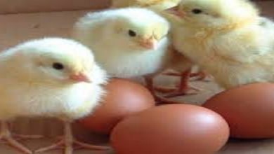 Iran: le régime tue 16 millions de poussins alors la misère pèse lourd sur la population