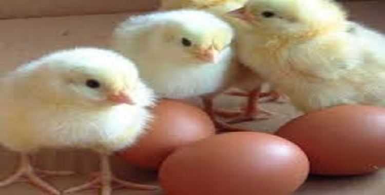 Iran: le régime tue 16 millions de poussins alors la misère pèse lourd sur la population