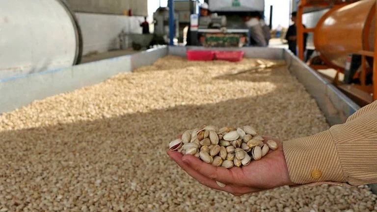 L’UE interdit les importations de pistaches iraniennes pour une contamination d’aflatoxine