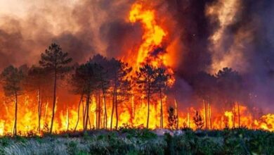 Les poumons de l’Iran en feu : Incendies de forêt, air toxique et enjeux politiques d’un effondrement environnemental